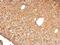 Annexin A4 antibody, NBP2-15409, Novus Biologicals, Immunohistochemistry paraffin image 