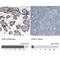 PVR Cell Adhesion Molecule antibody, NBP1-88131, Novus Biologicals, Immunohistochemistry paraffin image 
