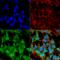 Gamma-Aminobutyric Acid Type A Receptor Alpha5 Subunit antibody, LS-C773951, Lifespan Biosciences, Immunocytochemistry image 