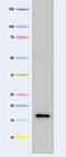 Frataxin antibody, 45-6300, Invitrogen Antibodies, Western Blot image 