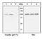 Paxillin antibody, 44-1026G, Invitrogen Antibodies, Western Blot image 