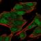 Maestro Heat Like Repeat Family Member 8 antibody, PA5-63836, Invitrogen Antibodies, Immunofluorescence image 