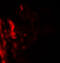 CD55 Molecule (Cromer Blood Group) antibody, A00910, Boster Biological Technology, Immunofluorescence image 