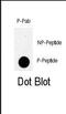 TANK Binding Kinase 1 antibody, PA5-13056, Invitrogen Antibodies, Dot Blot image 