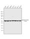 Tubulin Alpha 1a antibody, MA1-19400, Invitrogen Antibodies, Western Blot image 