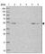 Sorting Nexin 6 antibody, HPA049374, Atlas Antibodies, Western Blot image 