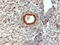 Chromobox 5 antibody, 45-372, ProSci, Enzyme Linked Immunosorbent Assay image 