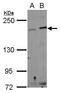 IQ Motif Containing GTPase Activating Protein 3 antibody, GTX123684, GeneTex, Western Blot image 