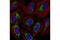 Mitofusin 1 antibody, 14739S, Cell Signaling Technology, Immunocytochemistry image 