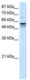 Forkhead Box G1 antibody, TA343523, Origene, Western Blot image 