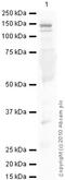 Ceruloplasmin antibody, ab48614, Abcam, Western Blot image 