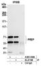 Prolyl Endopeptidase antibody, A305-348A, Bethyl Labs, Immunoprecipitation image 
