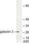 Galectin 3 antibody, LS-C825949, Lifespan Biosciences, Western Blot image 