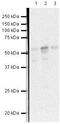 Tryptophan Hydroxylase 1 antibody, PA5-19749, Invitrogen Antibodies, Western Blot image 