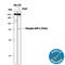 Protein Tyrosine Phosphatase Non-Receptor Type 11 antibody, AF3790, R&D Systems, Western Blot image 