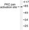 Protein Kinase C Alpha antibody, A00743T497, Boster Biological Technology, Western Blot image 