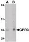 G-protein coupled receptor 3 antibody, PA5-20751, Invitrogen Antibodies, Western Blot image 