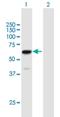 Zinc Finger Protein 530 antibody, H00348327-B01P, Novus Biologicals, Western Blot image 
