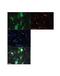 Paired Box 7 antibody, ARP30947_P050, Aviva Systems Biology, Immunofluorescence image 