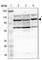 Eukaryotic Translation Initiation Factor 4E Nuclear Import Factor 1 antibody, HPA002078, Atlas Antibodies, Western Blot image 