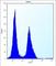 Podocan Like 1 antibody, abx026656, Abbexa, Western Blot image 