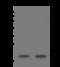 NADH:Ubiquinone Oxidoreductase Subunit B6 antibody, 205926-T38, Sino Biological, Western Blot image 