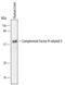 Complement Factor H Related 4 antibody, MA5-24288, Invitrogen Antibodies, Western Blot image 