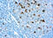 Lysozyme antibody, GTX72913, GeneTex, Immunohistochemistry paraffin image 