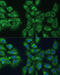 Eukaryotic Translation Initiation Factor 3 Subunit D antibody, 19-956, ProSci, Immunofluorescence image 
