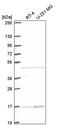 Actin Related Protein 10 antibody, PA5-67160, Invitrogen Antibodies, Western Blot image 