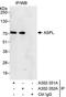 ASPSCR1 Tether For SLC2A4, UBX Domain Containing antibody, A302-351A, Bethyl Labs, Immunoprecipitation image 