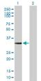 Hydroxysteroid 17-Beta Dehydrogenase 7 antibody, H00051478-B01P, Novus Biologicals, Western Blot image 