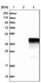 Cre Recombinase antibody, NBP1-83332, Novus Biologicals, Western Blot image 