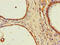 Signal peptide peptidase-like 2A antibody, CSB-PA855050LA01HU, Cusabio, Immunohistochemistry frozen image 