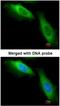 Eukaryotic Translation Elongation Factor 1 Beta 2 antibody, NBP1-31611, Novus Biologicals, Immunocytochemistry image 