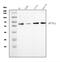 Dihydropyrimidinase Like 2 antibody, A02860-4, Boster Biological Technology, Western Blot image 