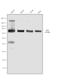 Albumin antibody, A11133, Invitrogen Antibodies, Western Blot image 