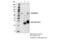 Nuclear Receptor Subfamily 2 Group C Member 2 antibody, 31646S, Cell Signaling Technology, Immunoprecipitation image 