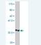 Ankyrin Repeat And SOCS Box Containing 13 antibody, H00079754-M01, Novus Biologicals, Western Blot image 