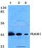 Ca(2+)-dependent phospholipid scramblase 1 antibody, A02995, Boster Biological Technology, Western Blot image 