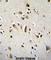 Orthodenticle Homeobox 2 antibody, abx026382, Abbexa, Western Blot image 