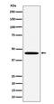 Melanocortin 5 Receptor antibody, M07019, Boster Biological Technology, Western Blot image 