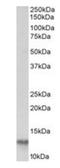 Fatty Acid Binding Protein 4 antibody, orb99070, Biorbyt, Western Blot image 