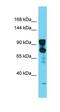 Dynamin 2 antibody, orb330656, Biorbyt, Western Blot image 