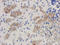 Melatonin Receptor 1B antibody, orb313867, Biorbyt, Immunohistochemistry paraffin image 