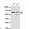 TGF-Beta Activated Kinase 1 (MAP3K7) Binding Protein 1 antibody, LS-C814133, Lifespan Biosciences, Western Blot image 