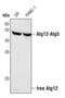 Autophagy Related 12 antibody, PA5-17217, Invitrogen Antibodies, Western Blot image 