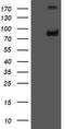 Galactosidase Beta 1 antibody, LS-B10217, Lifespan Biosciences, Western Blot image 