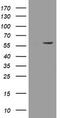 Estrogen Related Receptor Gamma antibody, CF505036, Origene, Western Blot image 