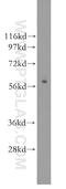 Granzyme A antibody, 11288-1-AP, Proteintech Group, Western Blot image 